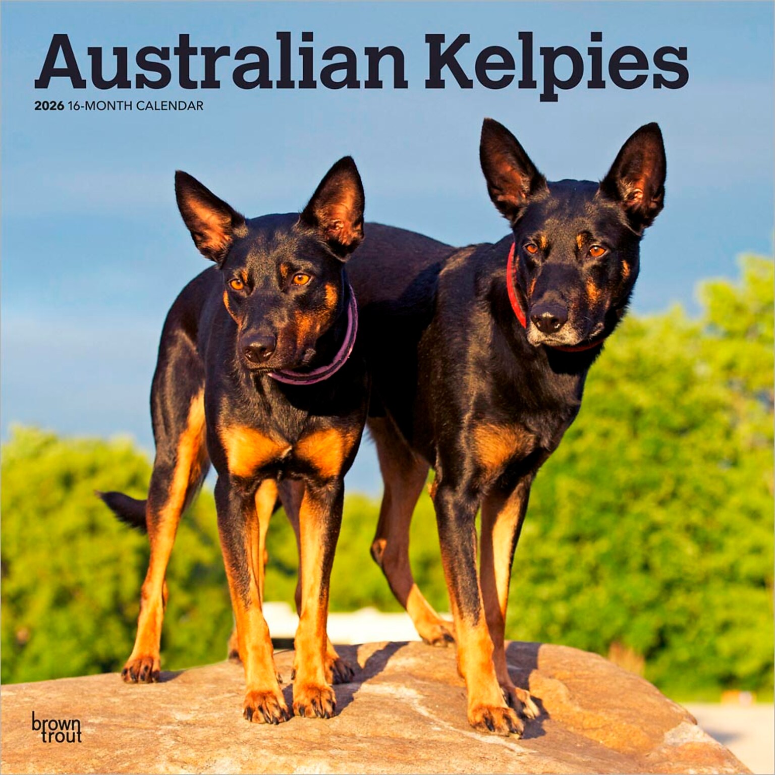 2026 BrownTrout Australian Kelpies 12 x 12 Monthly Wall Calendar (9798330702206)