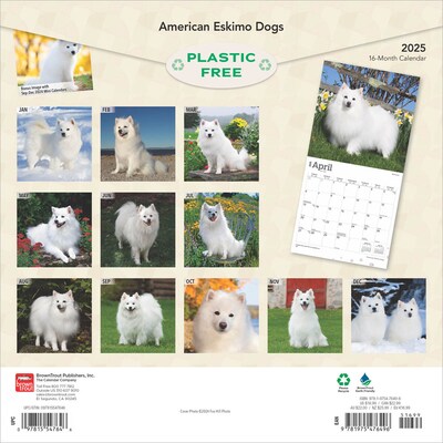 2025 BrownTrout American Eskimo Dogs 12 x 24 Monthly Square Wall Calendar (9781975476496)