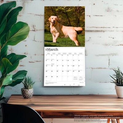 2026 BrownTrout Yellow Labrador Retrievers 12" x 12" Monthly Wall Calendar (9798330704262)