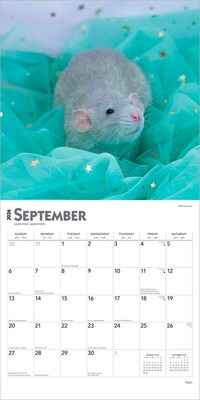 2026 BrownTrout Rats 12" x 12" Monthly Wall Calendar (9798330705313)