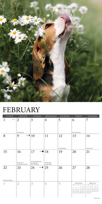 2026 Willow Creek Beagle Puppies 12" x 12" Monthly Wall Calendar (50132)