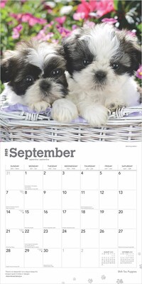 2025 BrownTrout Shih Tzu Puppies 12" x 24" Monthly Square Wall Calendar, (9781975477752)