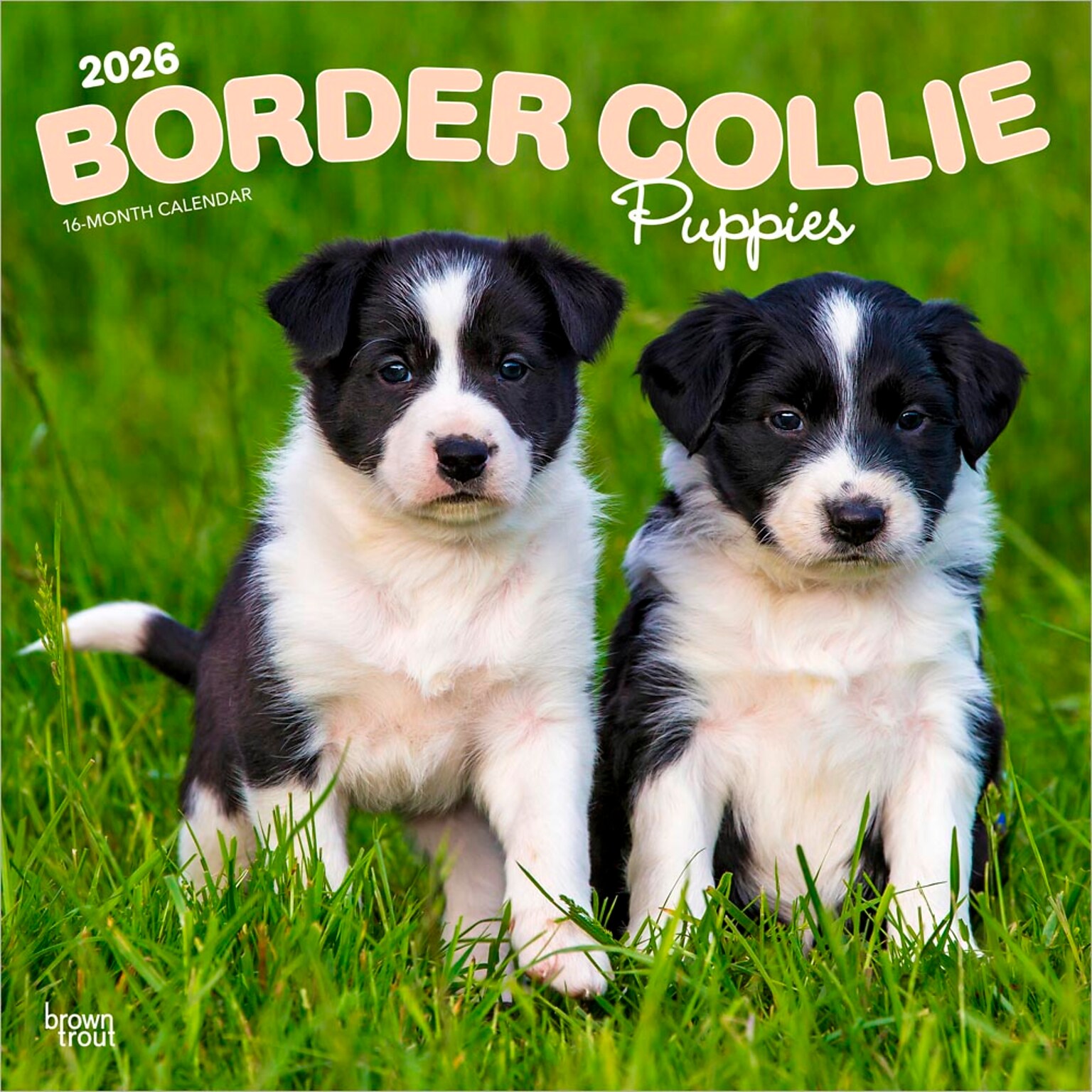 2026 BrownTrout Border Collie Puppies 12 x 12 Monthly Wall Calendar (9798330702541)