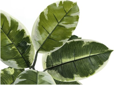 Monarch Specialties Inc. Rubber Tree in Pot (I 9513)