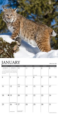 2026 Willow Creek Rocky Mountain Wildlife 12" x 12" Monthly Wall Calendar (52594)