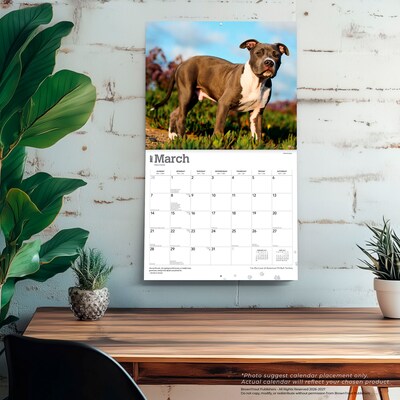 2027 BrownTrout For the Love of American Pit Bull Terriers 14" x 12" Monthly Wall Calendar, Assorted Colors (9798330714759)