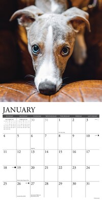 2026 Willow Creek Whippets 12" x 12" Monthly Wall Calendar (53232)