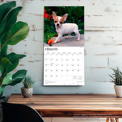 2026 BrownTrout Chihuahua Puppies 12" x 12" Monthly Wall Calendar (9798330702923)