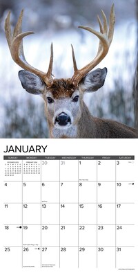 2026 Willow Creek Monster Bucks 12" x 12" Monthly Wall Calendar (51993)