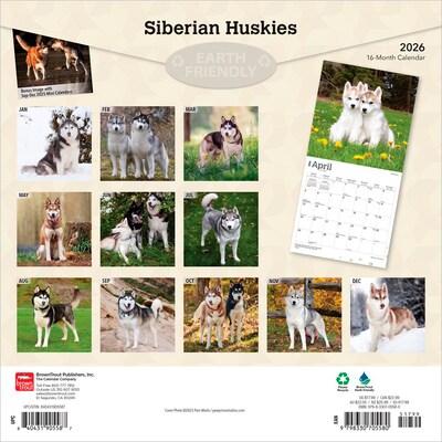 2026 BrownTrout Siberian Huskies 12 x 12 Monthly Wall Calendar (9798330705580)