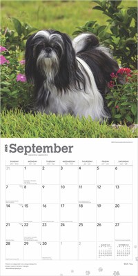2025 BrownTrout Shih Tzu 12" x 12" Monthly  Wall Calendar (9781975477745)