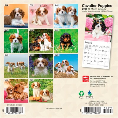 2026 BrownTrout Cavalier King Charles Spaniel Puppies 7 x 7 Monthly Wall Calendar (9798330702800)