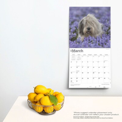 2025 BrownTrout Old English Sheepdogs 12" x 12" Monthly  Wall Calendar (9781975477486)