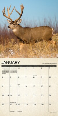 2026 Willow Creek Canadian Fish & Wild Game 12" x 12" Monthly Wall Calendar (50538)