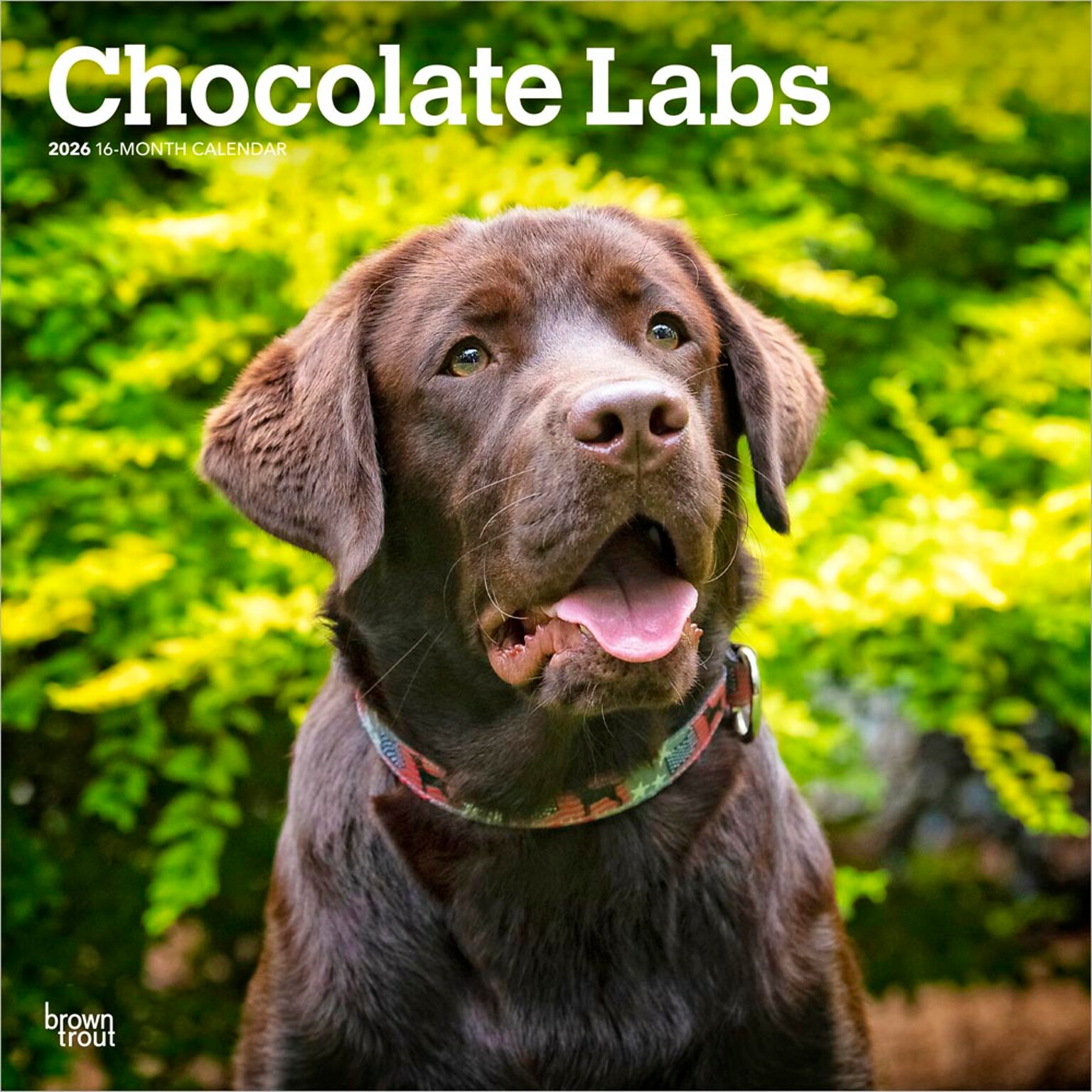 2026 BrownTrout Chocolate Labrador Retrievers 12 x 12 Monthly Wall Calendar (9798330704255)