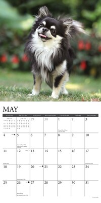 2025 Willow Creek Chihuahuas 12" x 12" Yearly Wall Calendar (42328)