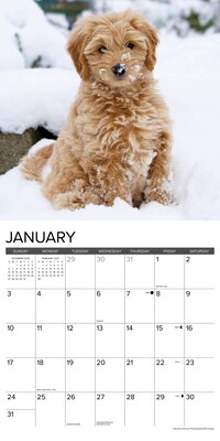2027 Willow Creek Goldendoodles  12" x 12" Monthly Wall Calendar (60469)