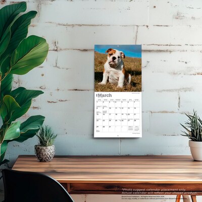 2026 BrownTrout Bulldog Puppies 7" x 7" Monthly Wall Calendar (9798330702657)