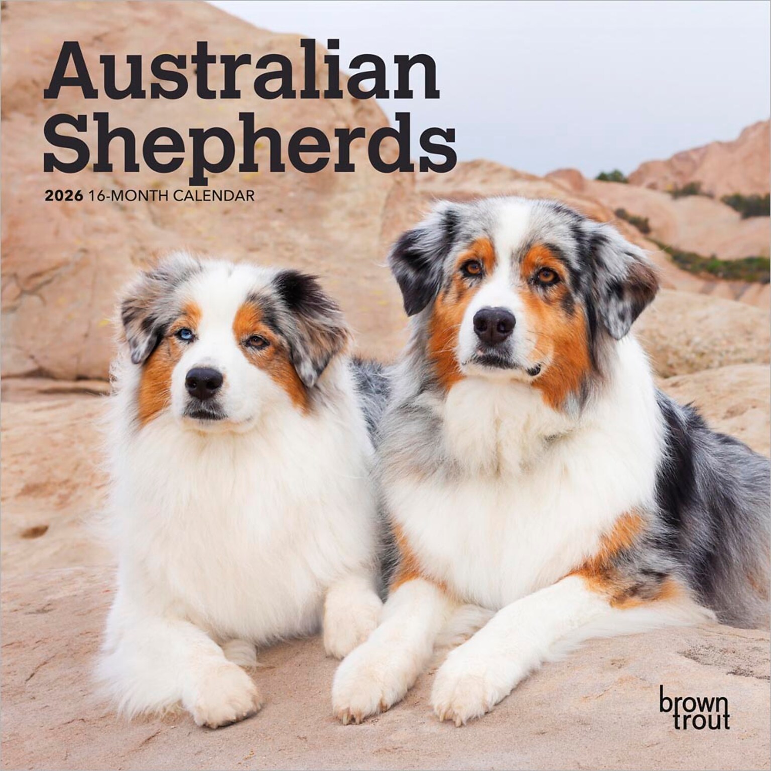 2026 BrownTrout Australian Shepherds 7 x 7 Monthly Wall Calendar (9798330702213)
