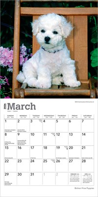 2026 BrownTrout Bichon Frise Puppies 7" x 7" Monthly Wall Calendar (9798330702428)