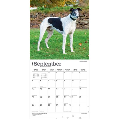 2027 BrownTrout Greyhounds 12" x 12" Monthly Wall Calendar (9798330712502)