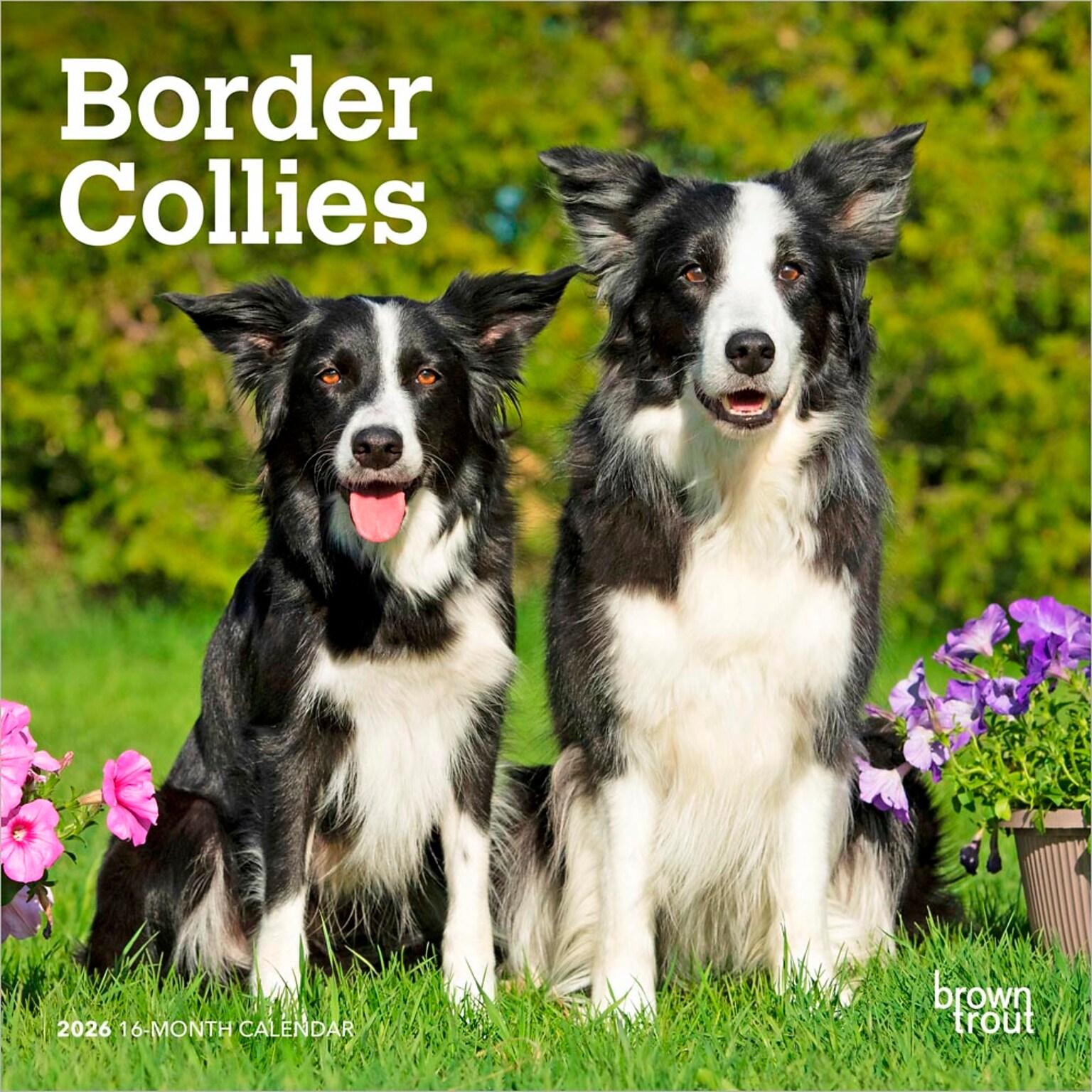 2026 BrownTrout Border Collies 7 x 7 Monthly Wall Calendar (9798330702558)