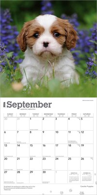 2026 BrownTrout Cavalier King Charles Spaniel Puppies 12" x 12" Monthly Wall Calendar (9798330702817)