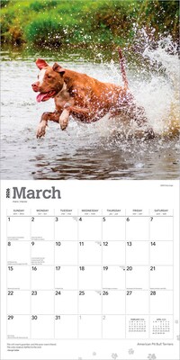 2026 BrownTrout American Pit Bull Terriers 12" x 12" Monthly Wall Calendar (9798330702091)
