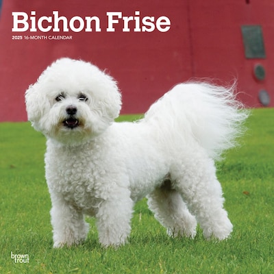 2025 BrownTrout Bichon Frise 12 x 12 Monthly Wall Calendar (9781975476632)