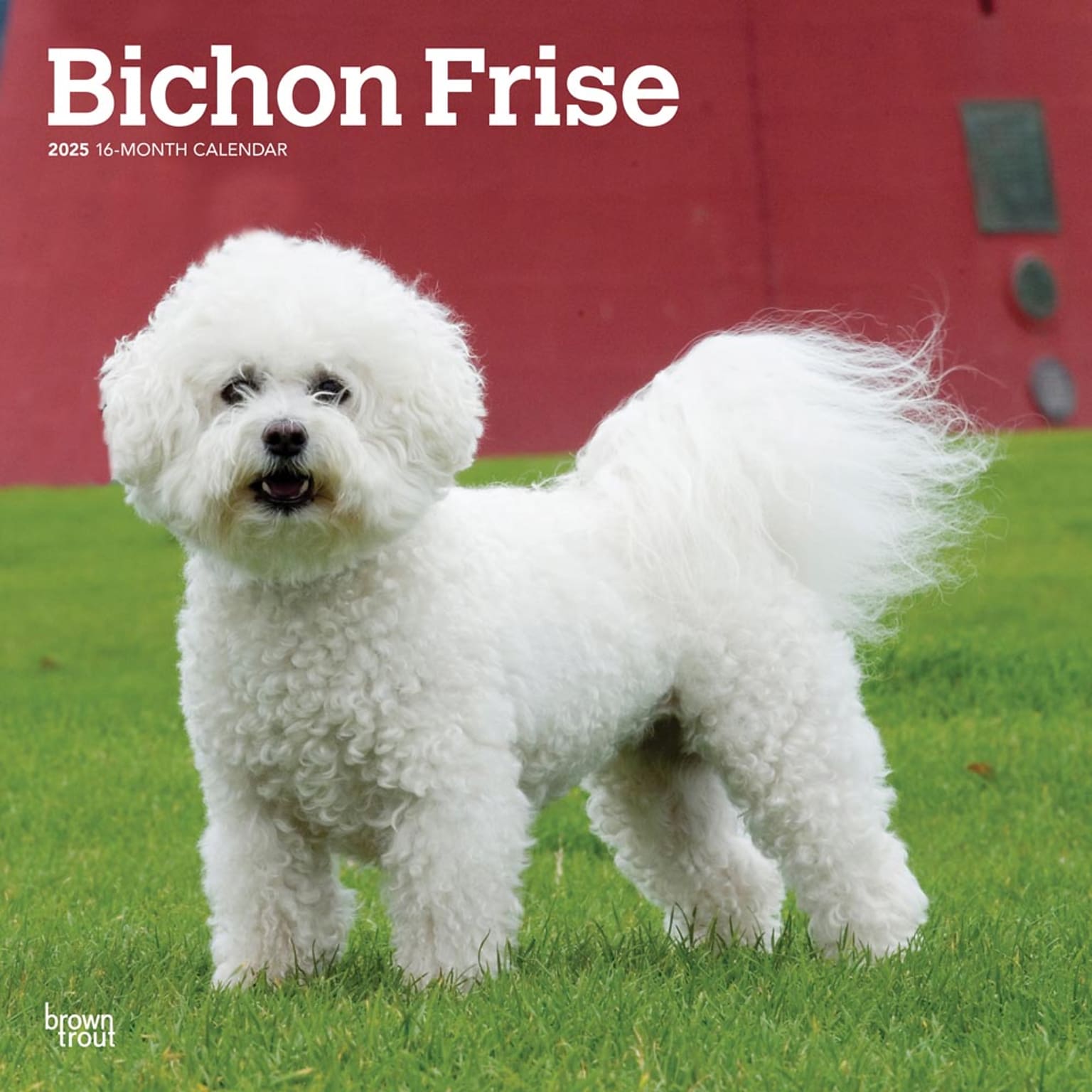 2025 BrownTrout Bichon Frise 12 x 12 Monthly Wall Calendar (9781975476632)