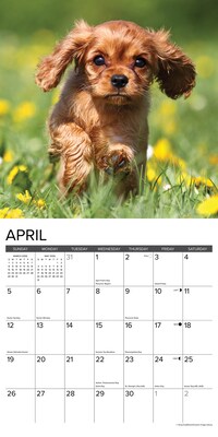 2026 Willow Creek Cavalier King Charles Spaniel Puppies 12" x 12" Monthly Wall Calendar (50644)