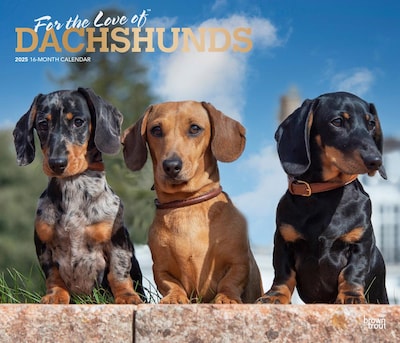 2025 BrownTrout For the Love of Dachshunds 7 x 12 Monthly Deluxe Wall Calendar (9781975473020)