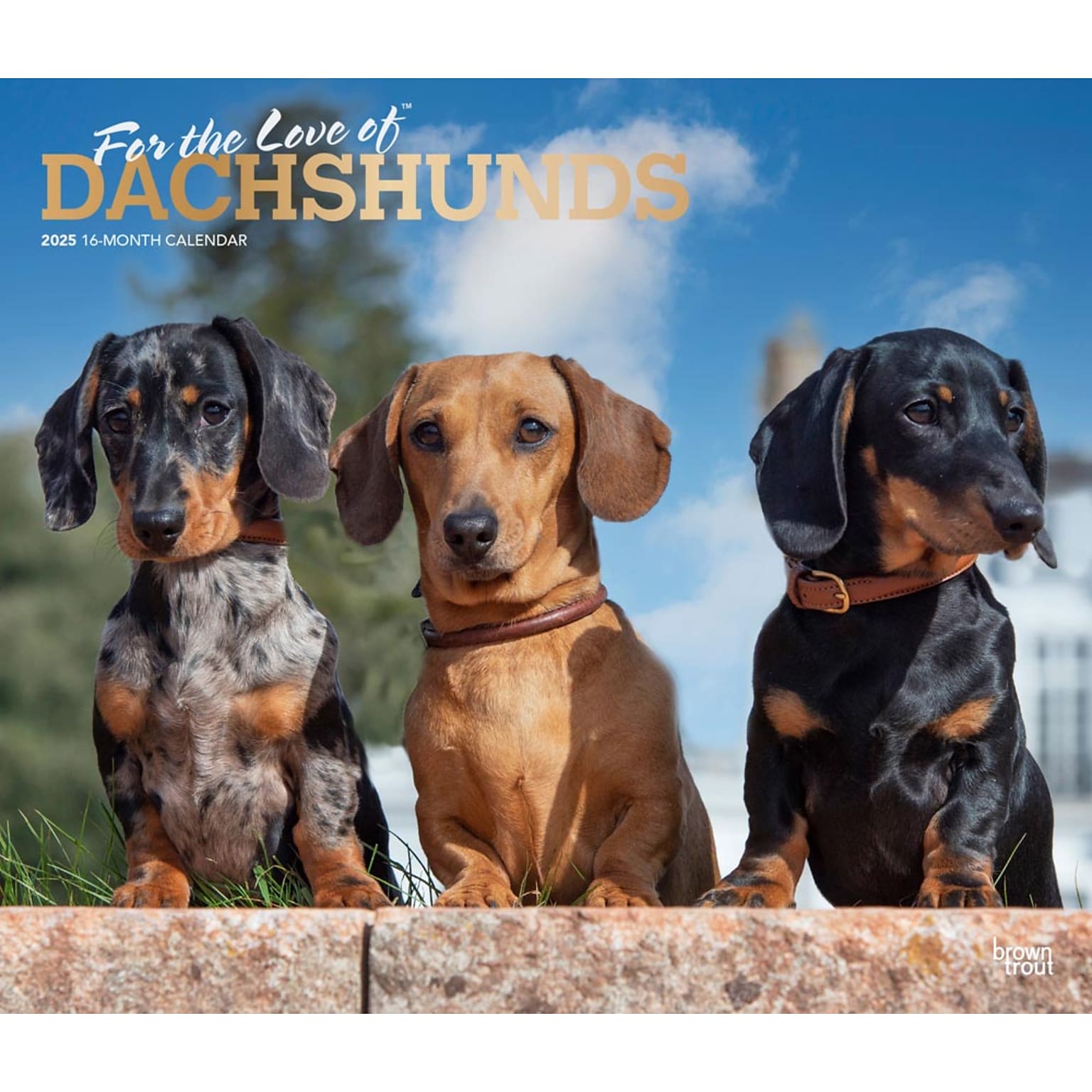 2025 BrownTrout For the Love of Dachshunds 7 x 12 Monthly Deluxe Wall Calendar (9781975473020)