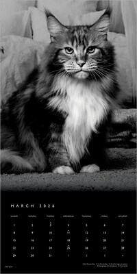 2026 BrownTrout The BrownTrout Portrait Series: The Regal Cat 12" x 12" Monthly Wall Calendar (9798330707874)