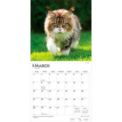 2027 BrownTrout Maine Coon Cats 12" x 12" Monthly Wall Calendar (9798330711819)