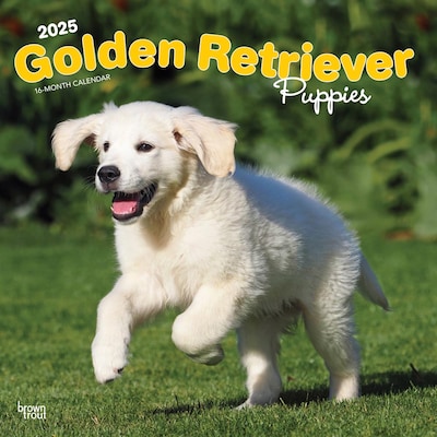2025 BrownTrout Golden Retriever Puppies 12 x 12 Monthly Square Wall Calendar (9781975477066)