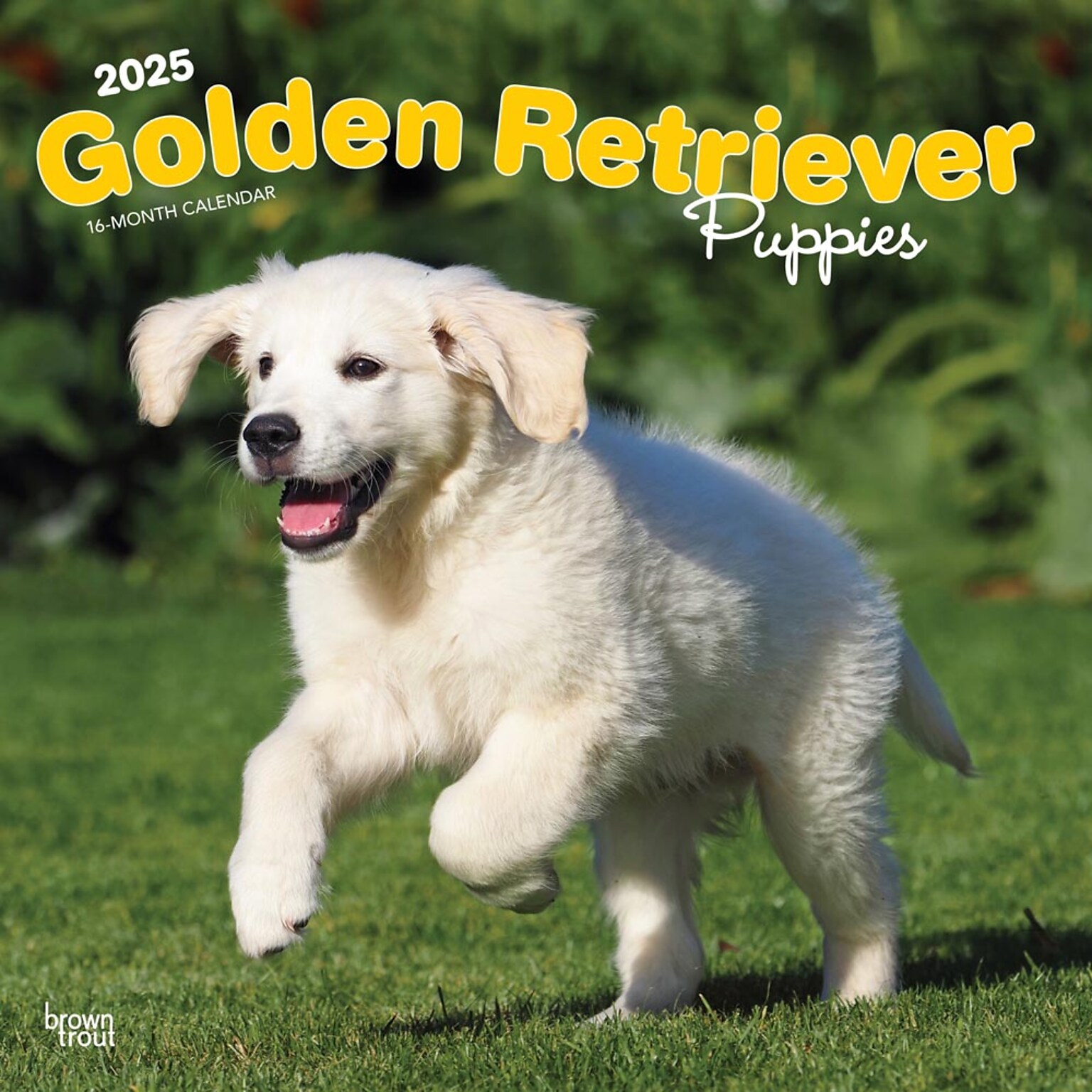 2025 BrownTrout Golden Retriever Puppies 12 x 12 Monthly Square Wall Calendar (9781975477066)