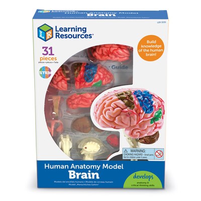 Learning Resources Brain Anatomy Model (LER3335)