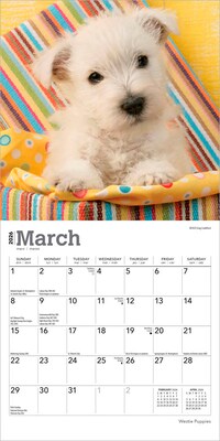 2026 BrownTrout West Highland White Terrier Puppies 7" x 7" Monthly Wall Calendar (9798330706259)