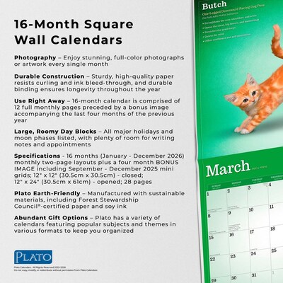 2026 Plato Yoga Kittens 12" x 12" Monthly Wall Calendar (9798330701964)