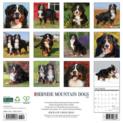2025 Willow Creek Just Bernese Mountain Dog 12 x 12 Monthly Wall Calendar (41697)