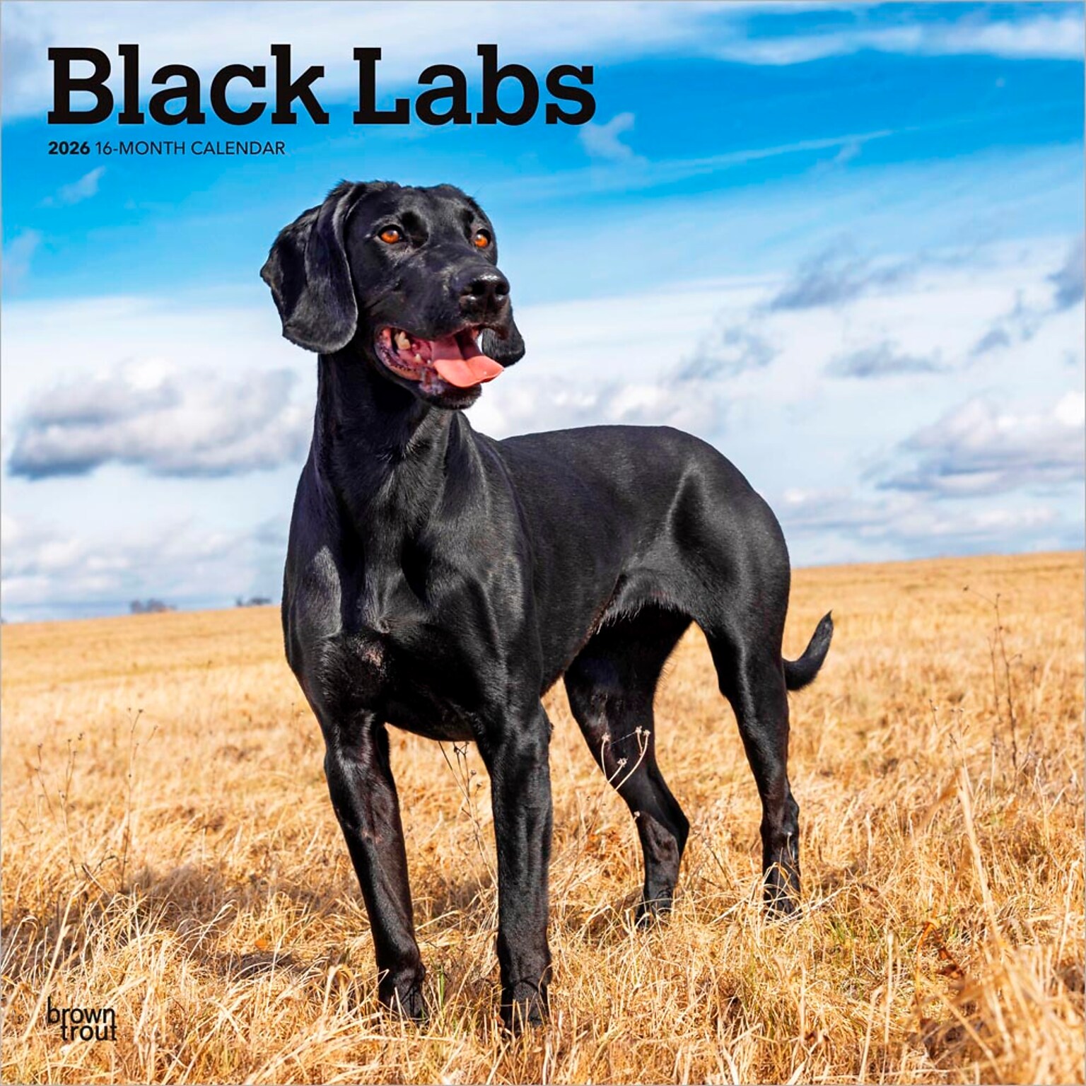 2026 BrownTrout Black Labrador Retrievers 12 x 12 Monthly Wall Calendar (9798330704248)