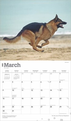 2025 BrownTrout For the Love of German Shepherds 7" x 12" Monthly  Wall Calendar (9781975473037)