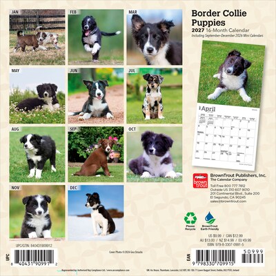 2027 BrownTrout Border Collie Puppies 7 x 7 Monthly Wall Calendar, Assorted Colors (9798330709915)