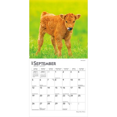 2027 BrownTrout Baby Moo Moos 7" x 7" Monthly Wall Calendar, Assorted Colors (9798330709779)