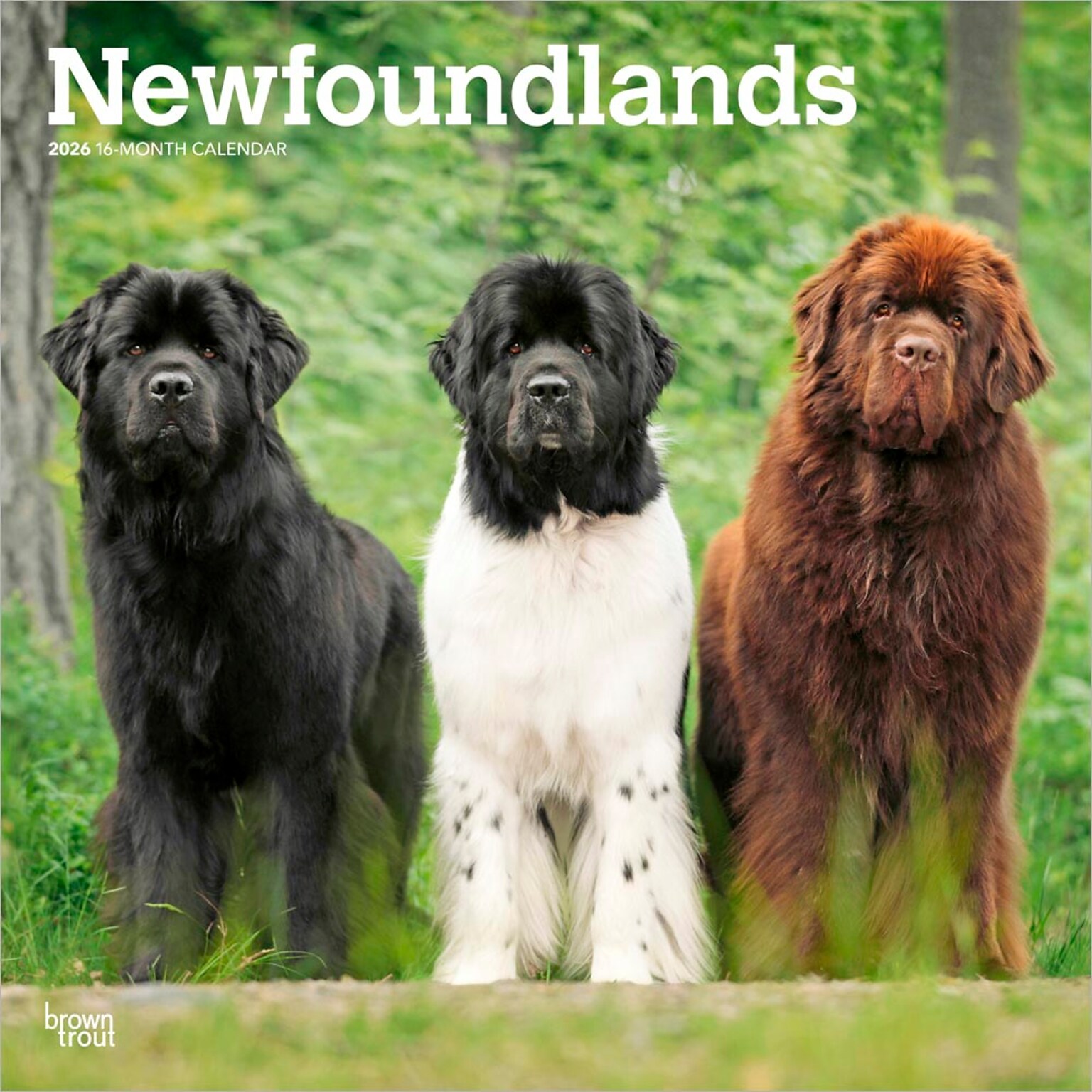 2026 BrownTrout Newfoundlands 12 x 12 Monthly Wall Calendar (9798330704903)