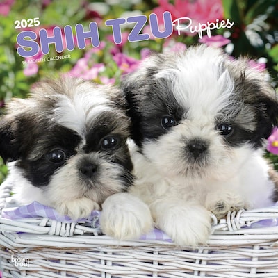 2025 BrownTrout Shih Tzu Puppies 12 x 24 Monthly Square Wall Calendar, (9781975477752)