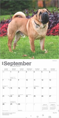 2025 BrownTrout Shar Pei 12" x 12" Monthly Wall Calendar (9781975477707)