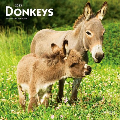 2023 BrownTrout Donkeys 12 x 12 Monthly Wall Calendar (9781975449018)