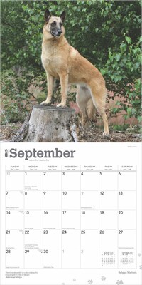 2025 BrownTrout Belgian Malinois 12" x 12" Monthly Wall Calendar (9781975478261)